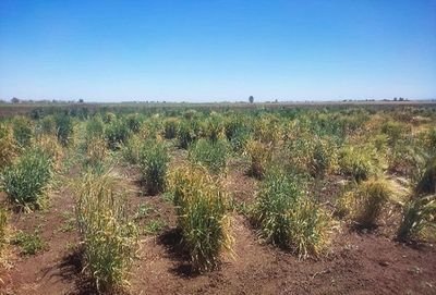 AGENT_ICARDA_Multiplication Final multiplication of landraces