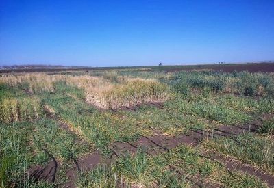 Check trial of wheat with clear differentiation between spring and non-spring types