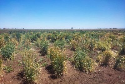 Final multiplication of landraces