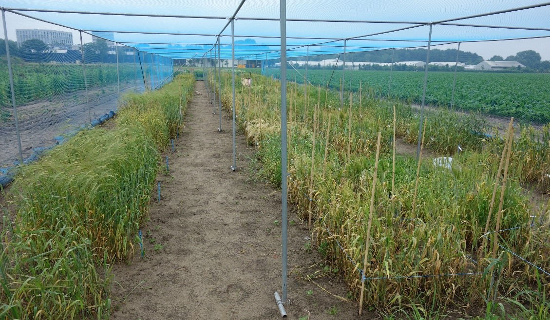 Regeneration of cereals